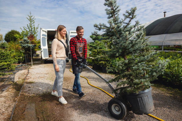 Trusted Hailey, ID Tree Service Experts